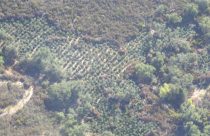 Illegal pot grow on public lands in Valley Spring -- CCSO photo