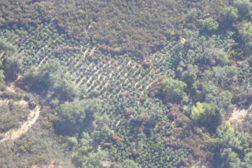 Illegal pot grow on public lands in Valley Spring -- CCSO photo