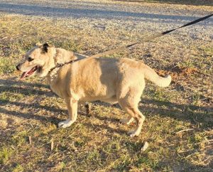 Picked up in the area of Sheep Ranch and Mountain Ranch—CCAS photo