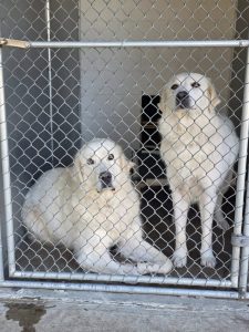 Pyrenees mixes found in the Valley Springs area—CCAS photo