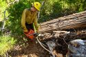 Fire crews working on the Jordan Meadow pile burning in the Groveland Ranger District of the Stanislaus National Forest—STF photo