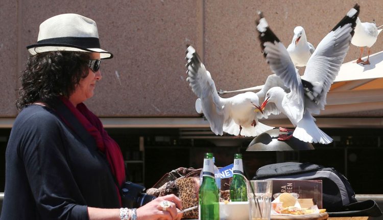 Britain Scaring Seagulls