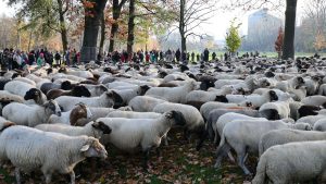 Germany City Sheep