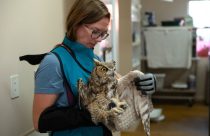 Utah Owl Recovery