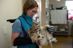 Utah Owl Recovery