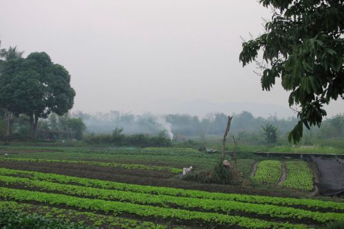 Laos Wasp Sting Deaths