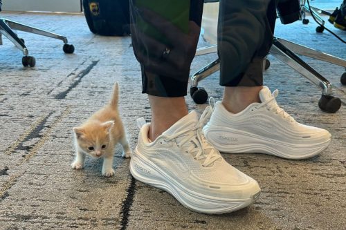 Baylor Kitten Basketball