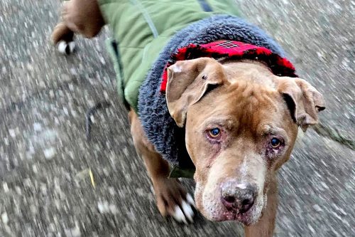 Veterinarian Dog Dispute