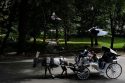 Central Park Horse Carriages