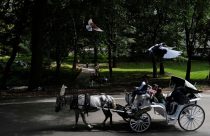 Central Park Horse Carriages