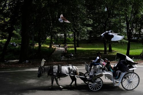 Central Park Horse Carriages