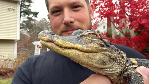 Boston Alligator