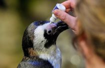 Penguins-Geriatric-Island