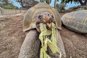Galapagos Tortoise Dies