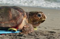 Sea Turtle Release