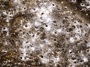 EU Albania Greece Spider