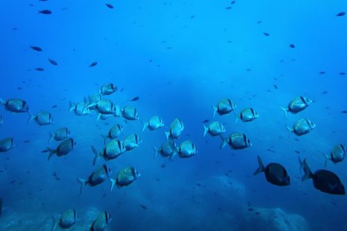 Climate Deep Sea Mining