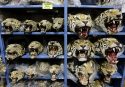 Wildlife-Tiger Trafficking