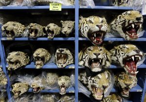 Wildlife-Tiger Trafficking