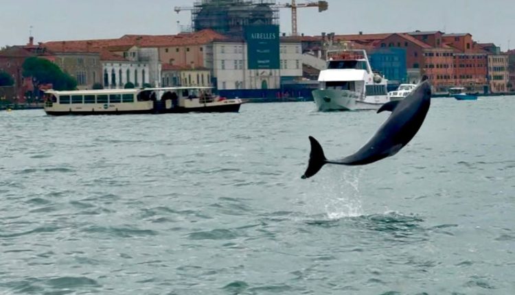 Italy Venice Dolphin