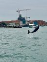 Italy Venice Dolphin
