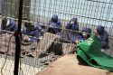 Mideast Wars Israeli Prison Deaths