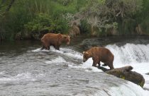 Alaska Bears Lawsuit