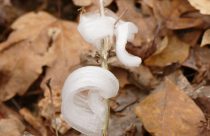 Frost Flower