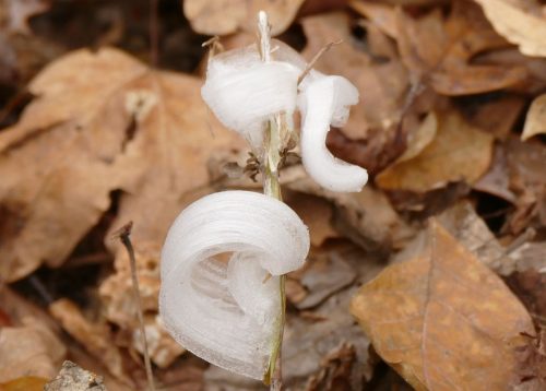 Frost Flower