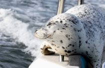 Seal Escapes Orca Hunt