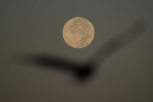 US Supermoon