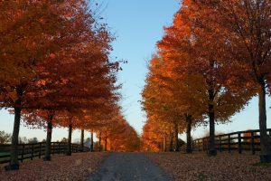 Climate Fall Foliage Photo Gallery