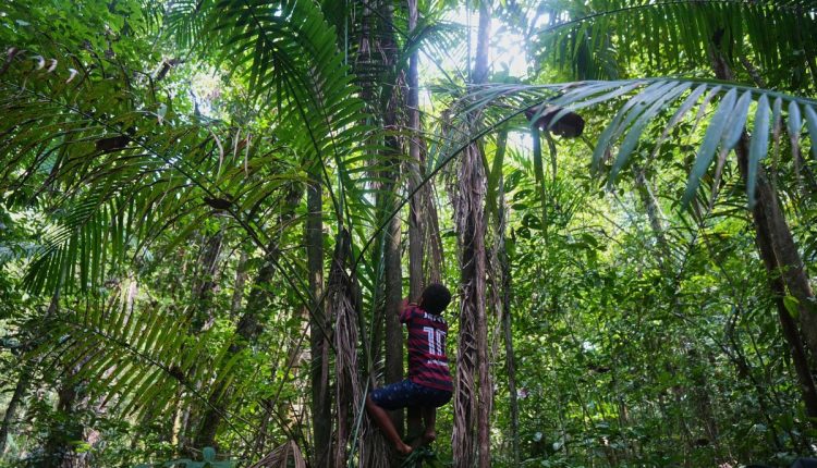 Climate COP30 Slave Descendants