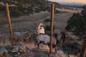 Billy goats on the lam between Paloma and Valley Springs in Calaveras County—CCAS photo