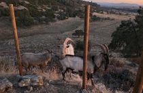 Billy goats on the lam between Paloma and Valley Springs in Calaveras County—CCAS photo