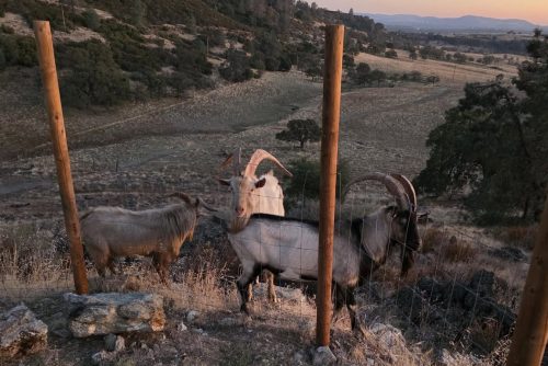 Billy goats on the lam between Paloma and Valley Springs in Calaveras County—CCAS photo