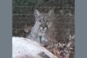 Cougar spotted on security camera in Ponderosa Hills