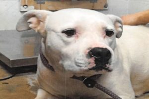 Escaped shelter dog--CCAS photo