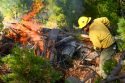 Fire crews working on the Jordan Meadow pile burning in the Groveland Ranger District of the Stanislaus National Forest—STF photo