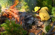 Fire crews working on the Jordan Meadow pile burning in the Groveland Ranger District of the Stanislaus National Forest—STF photo
