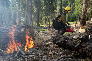 Fighting fire with fire on the Gianelli incident - Stanislaus National Forest Image