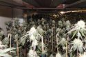 Illegal indoor marijuana cultivation in Mokelumne Hill busted—CCSO photo