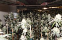Illegal indoor marijuana cultivation in Mokelumne Hill busted—CCSO photo