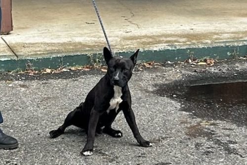 Stray dog caught by Amador County Defensible Space Inspector—Amador Fire Protection District photo