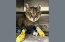 Miles the cat burned when 6-5 Fire swept through Chinese Camp -- TCAC photo