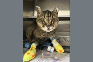 Miles the cat burned when 6-5 Fire swept through Chinese Camp -- TCAC photo