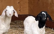 Two goats found on the lam in the Valley Springs area—CCAS photo