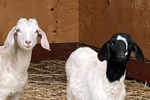 Two goats found on the lam in the Valley Springs area—CCAS photo