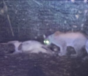 Cougar with goat carcass spotted on security camera in Ponderosa Hills