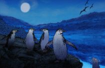 SCI--Extreme Animal Sleep